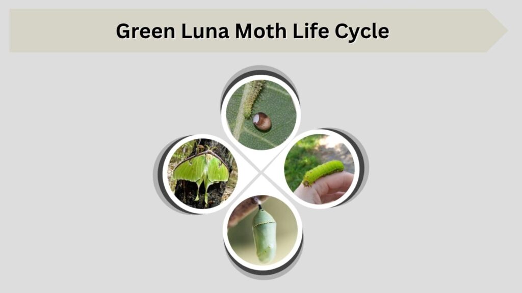 Green Luna Moth Life Cycle