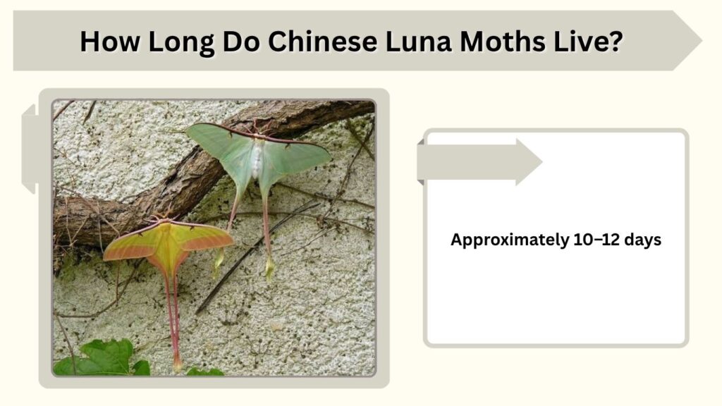 How Long Do Chinese Luna Moths Live?