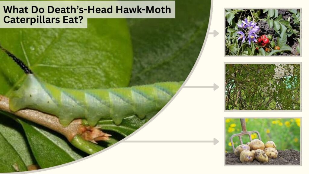 What Do Death’s-Head Hawk-Moth Caterpillars Eat?