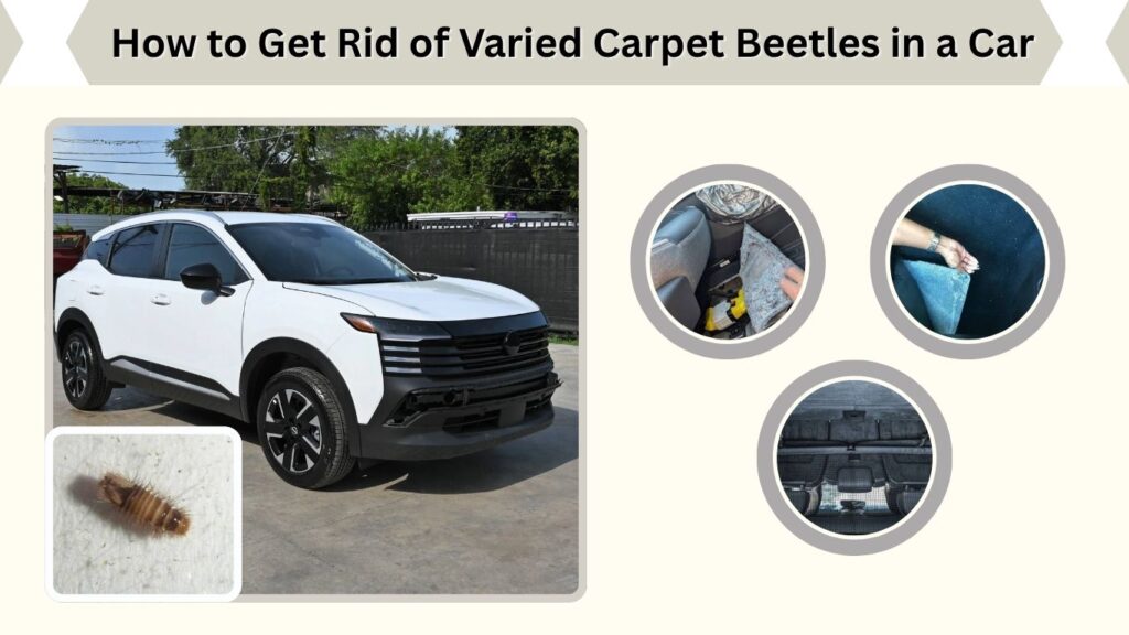 How to Get Rid of Varied Carpet Beetles in a Car