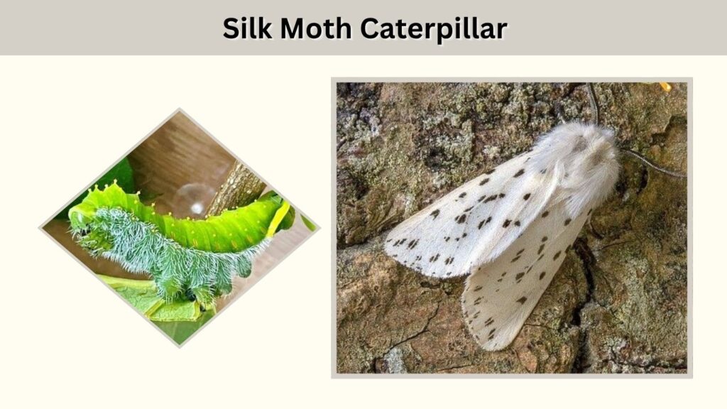 Stage 2: Silk Moth Caterpillar