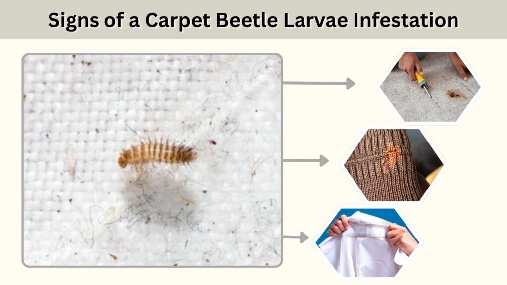 Signs of a Carpet Beetle Larvae Infestation