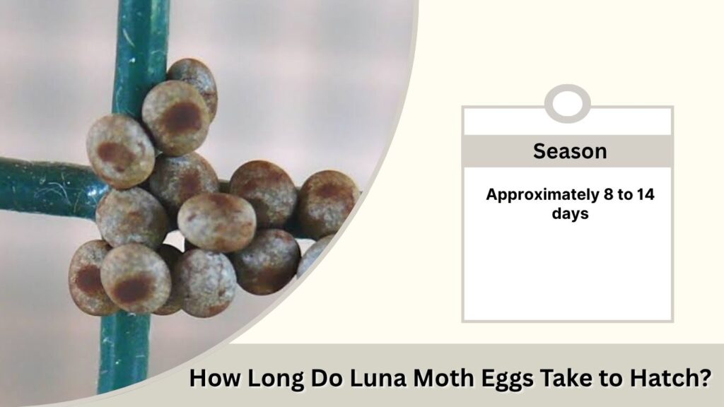 How Long Do Luna Moth Eggs Take to Hatch?