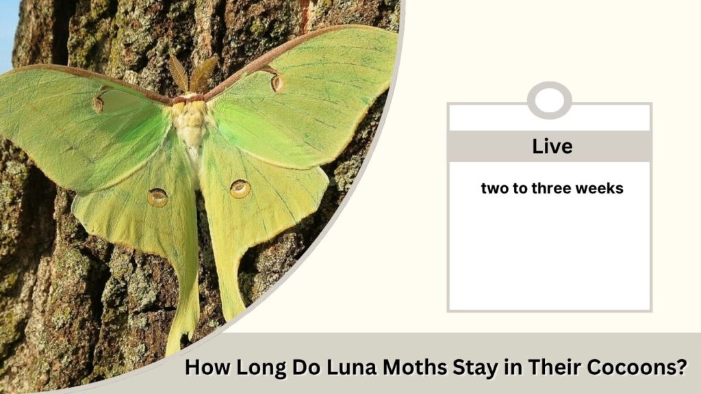 How Long Do Luna Moths Stay in Their Cocoons?