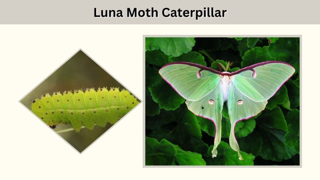 Stage 2: Luna Moth Caterpillar