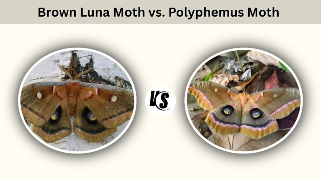 Brown Luna Moth vs. Polyphemus Moth