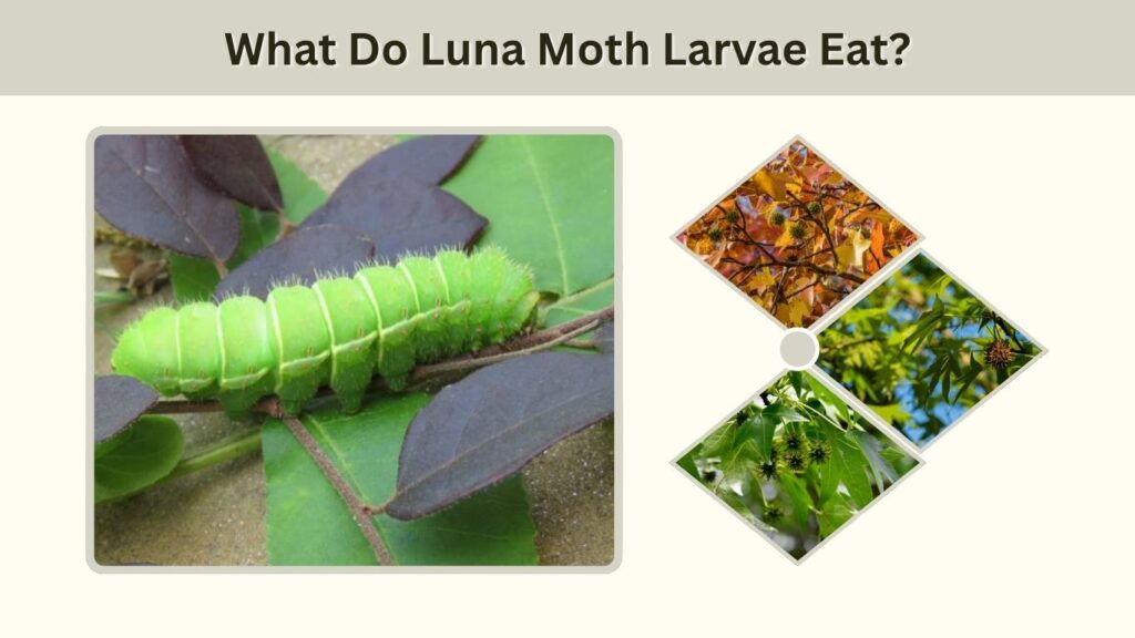 What Do Luna Moth Larvae Eat?