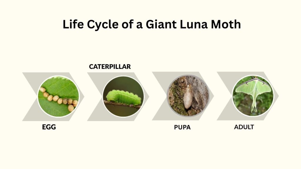 Life Cycle of a Giant Luna Moth