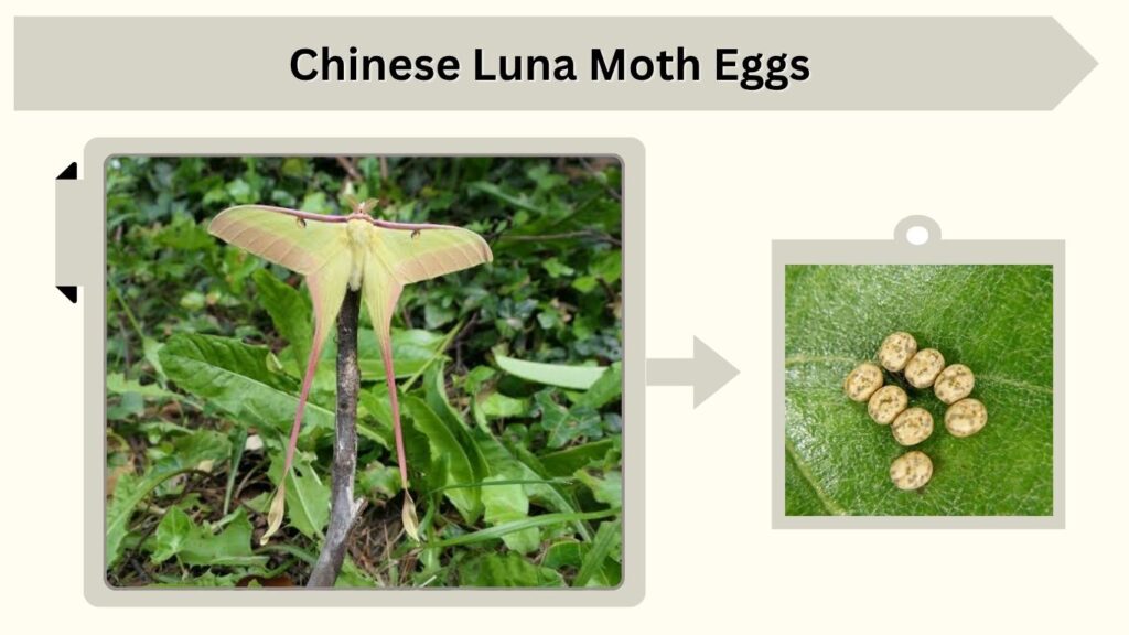 Chinese Luna Moth Eggs