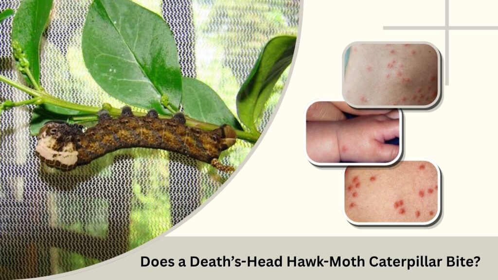Does a Death’s-Head Hawk-Moth Caterpillar Bite?