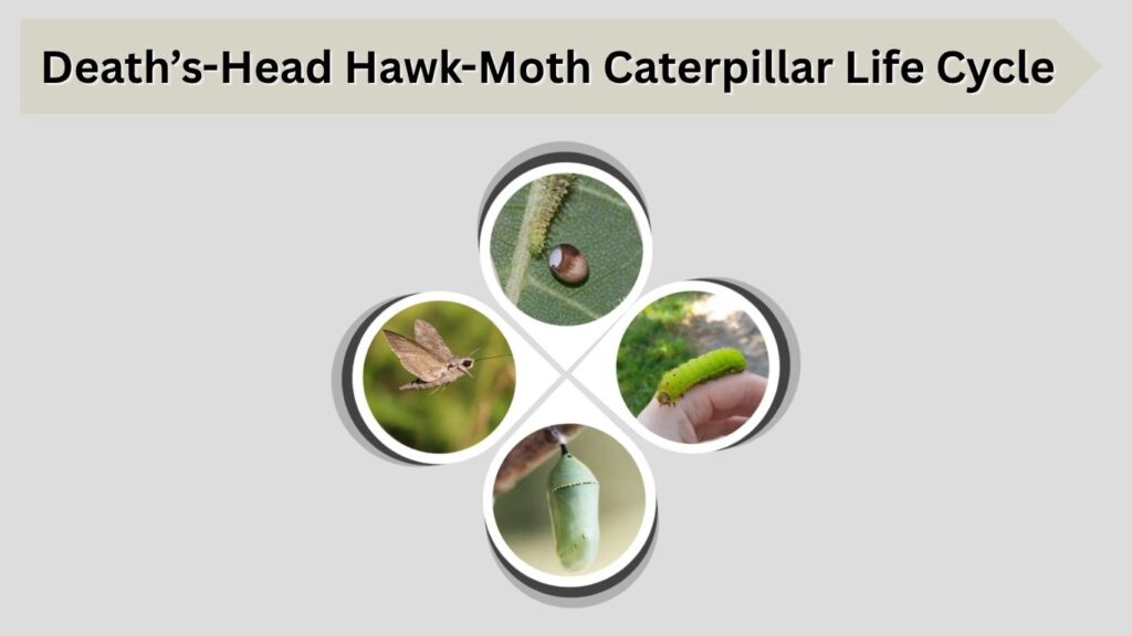 Death’s-Head Hawk-Moth Caterpillar Life Cycle