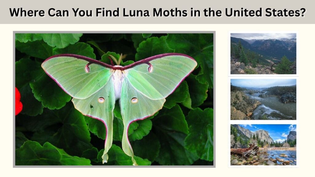 Where Can You Find Luna Moths in the United States?