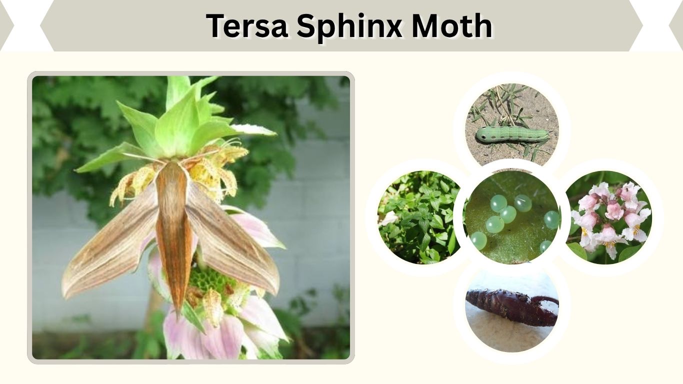 Tersa Sphinx Moth: Caterpillar, Life Cycle, Facts & Safety