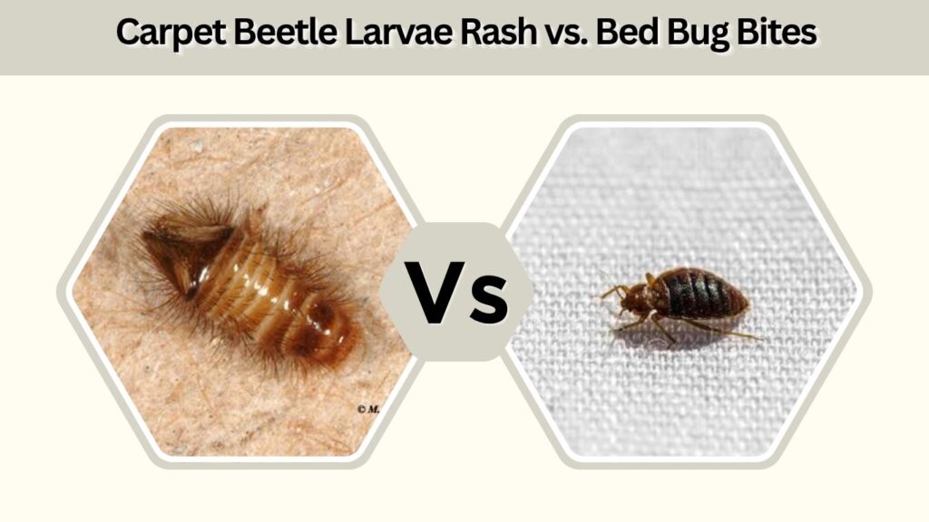 Carpet Beetle Larvae Rash vs. Bed Bug Bites