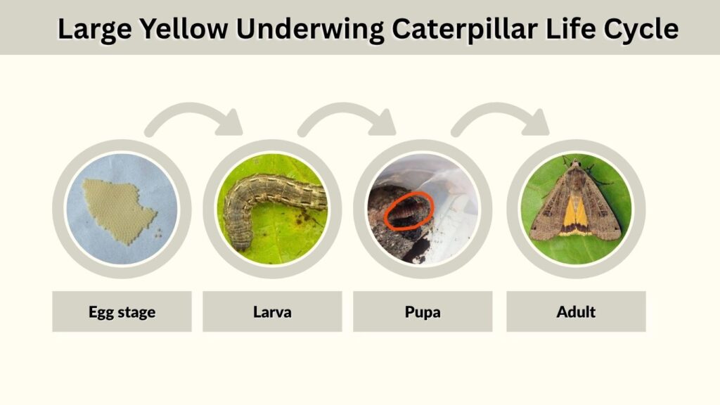 Large Yellow Underwing Caterpillar Life Cycle