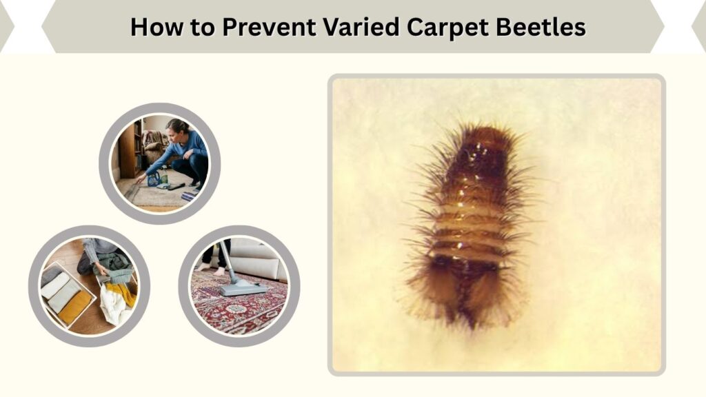 How to Prevent Varied Carpet Beetles