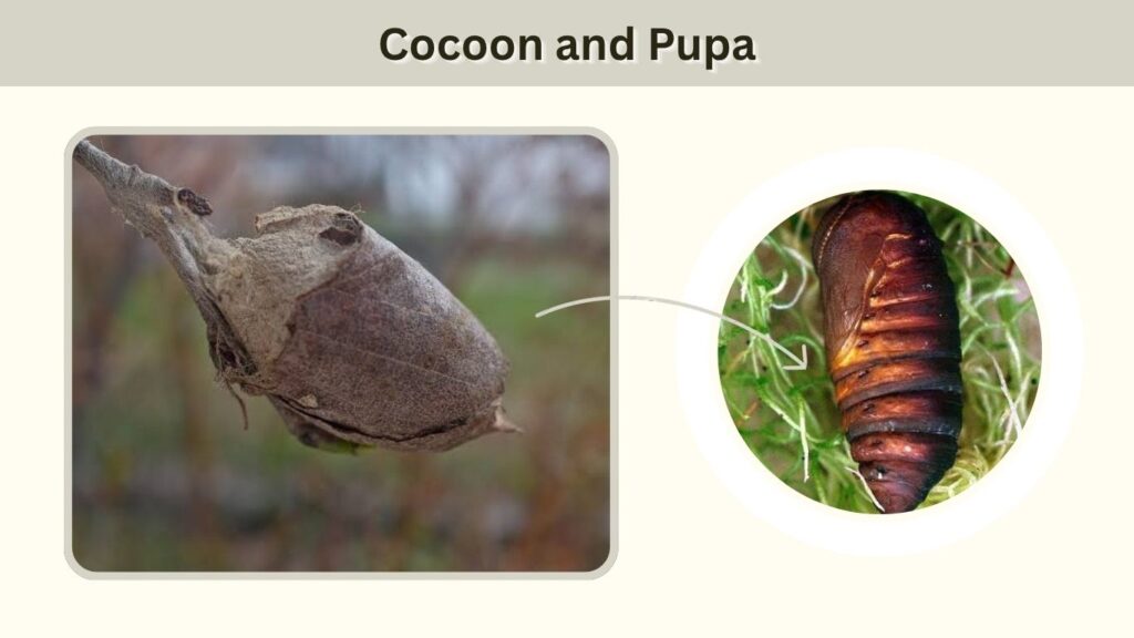 Stage 3: Cocoon and Pupa