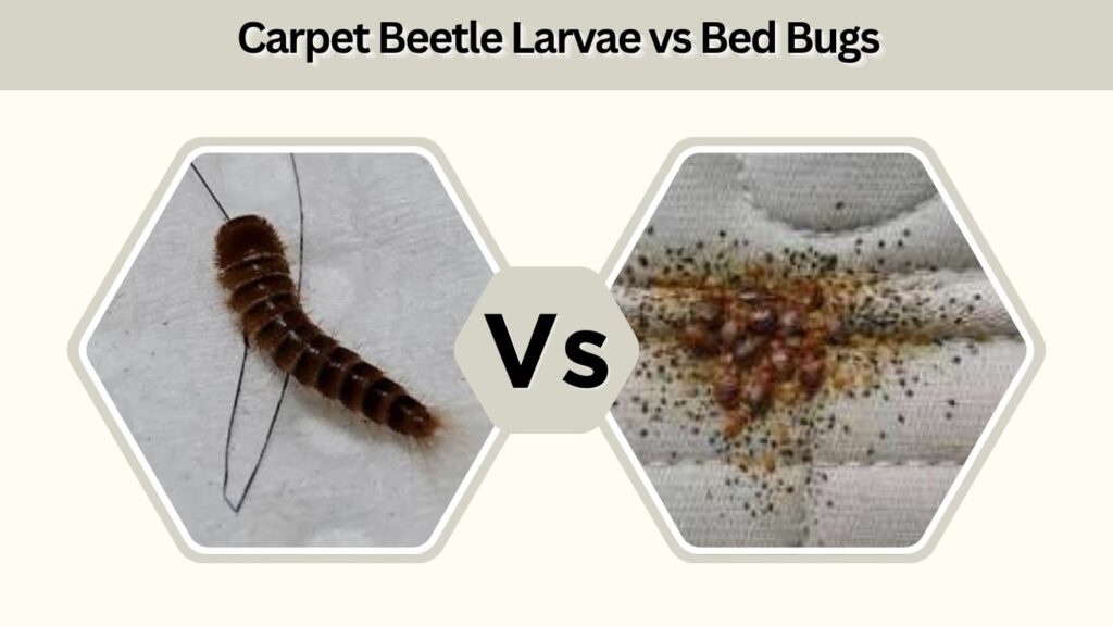 Carpet Beetle Larvae vs Bed Bugs