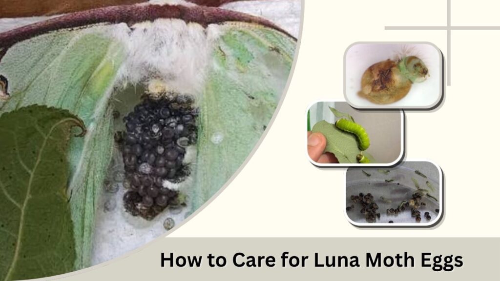 How to Care for Luna Moth Eggs