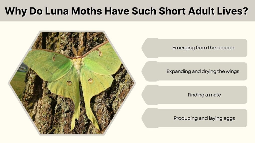 Why Do Luna Moths Have Such Short Adult Lives?