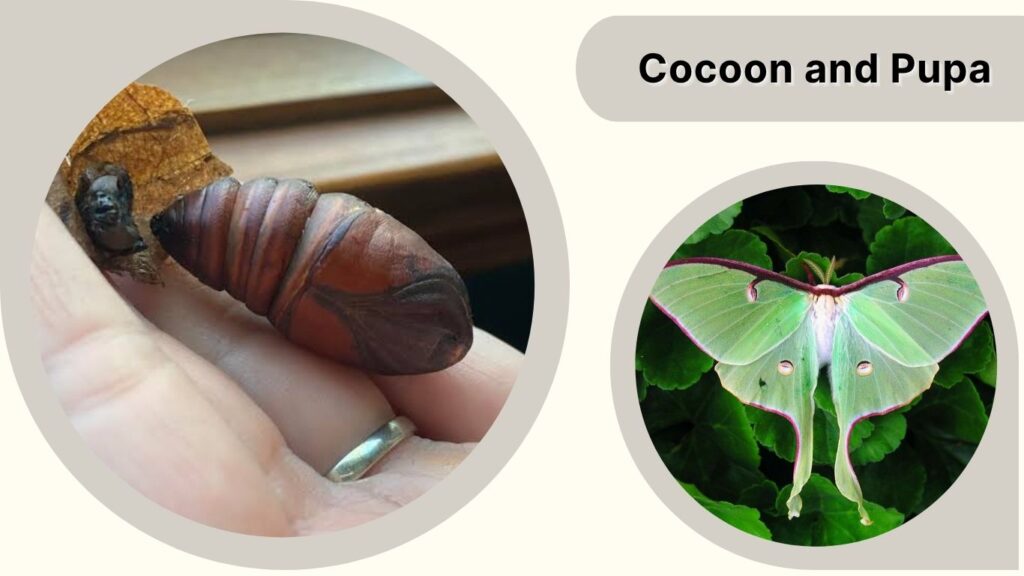 Stage 3: Cocoon and Pupa