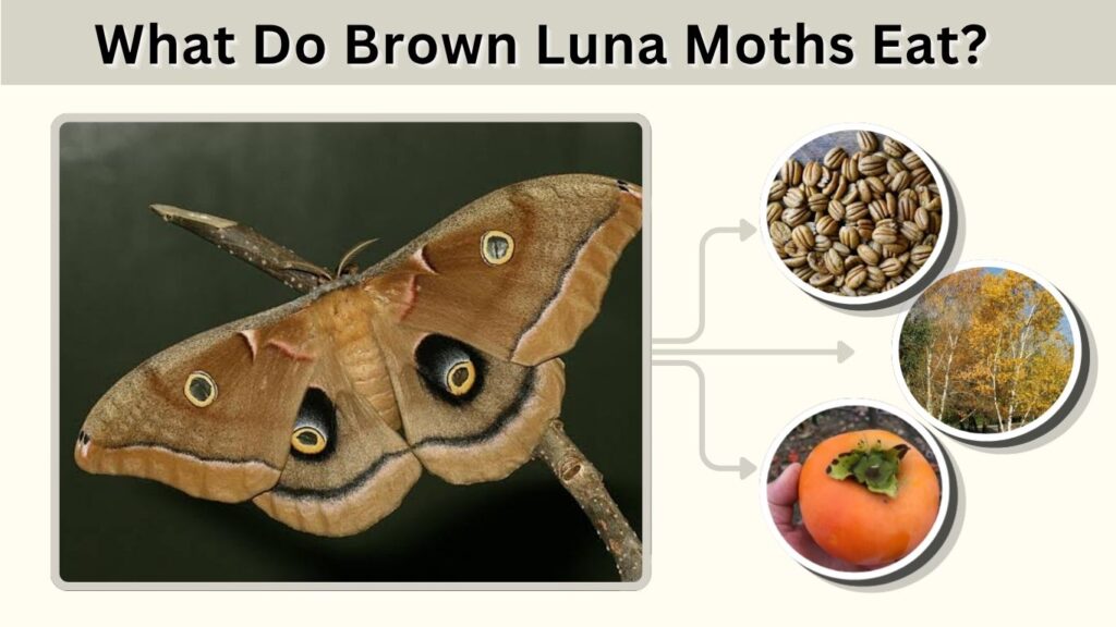What Do Brown Luna Moths Eat?