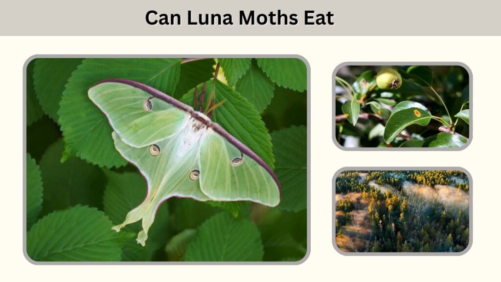 Can Luna Moths Eat?