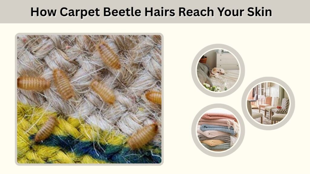 How Carpet Beetle Hairs Reach Your Skin