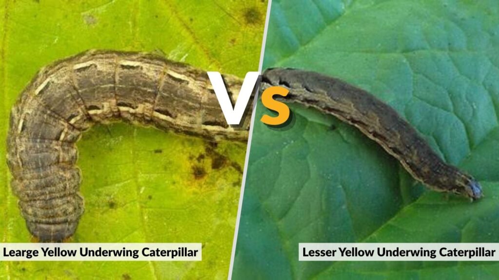 Large vs. Lesser Yellow Underwing Caterpillar