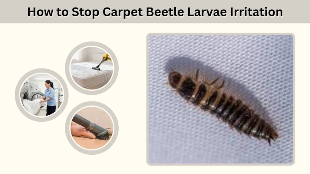 How to Stop Carpet Beetle Larvae Irritation