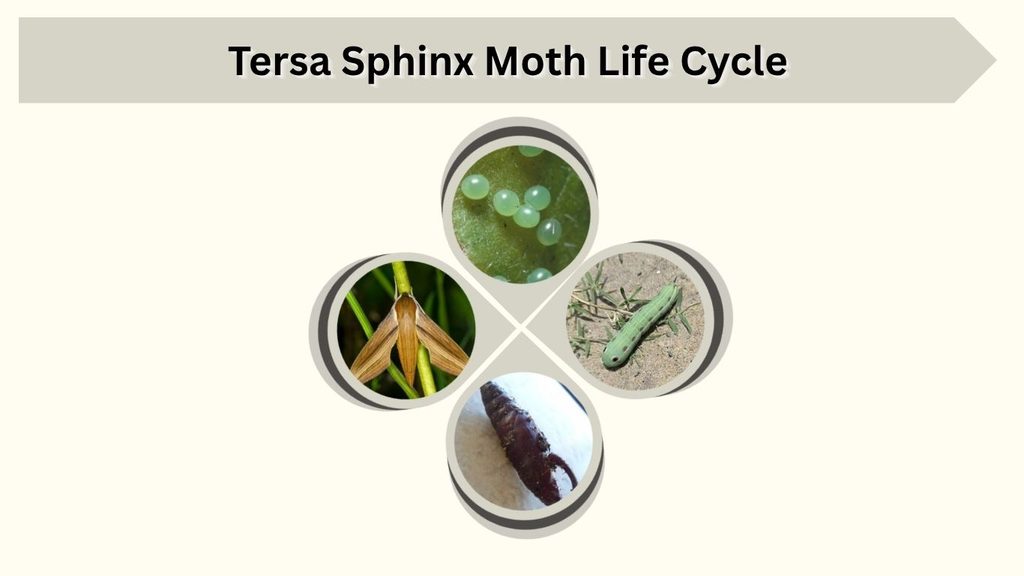Tersa Sphinx Moth Life Cycle