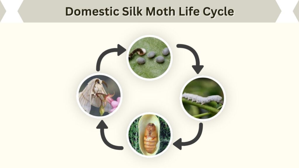 Domestic Silk Moth Life Cycle