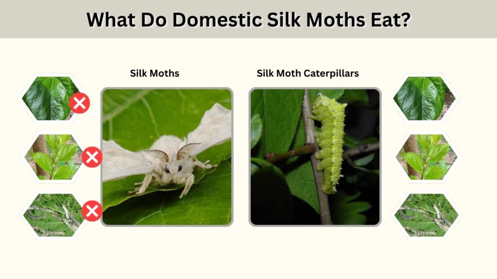 What Do Domestic Silk Moths Eat?