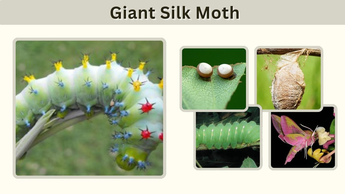 Giant Silk Moth: Identification, Life Cycle, Diet & Facts