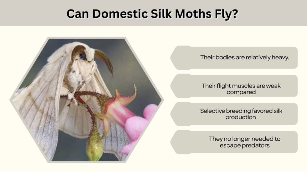 Can Domestic Silk Moths Fly?