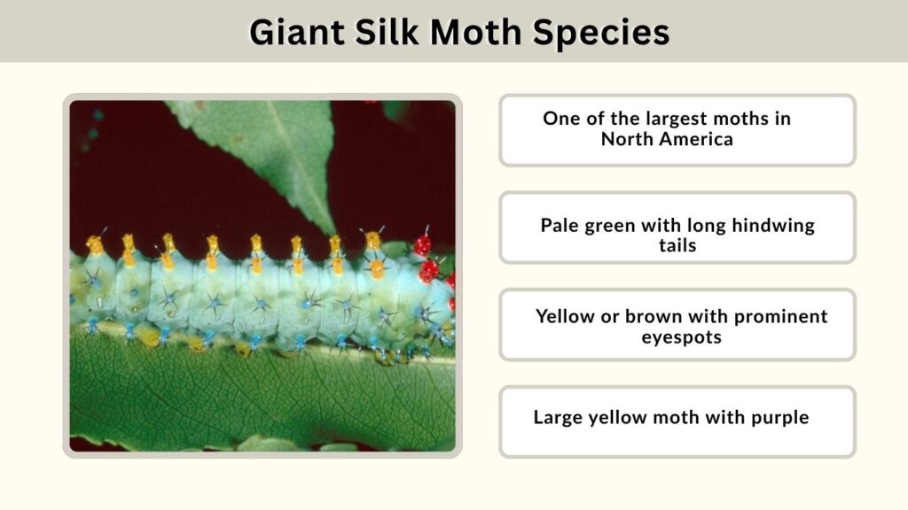 Giant Silk Moth Species