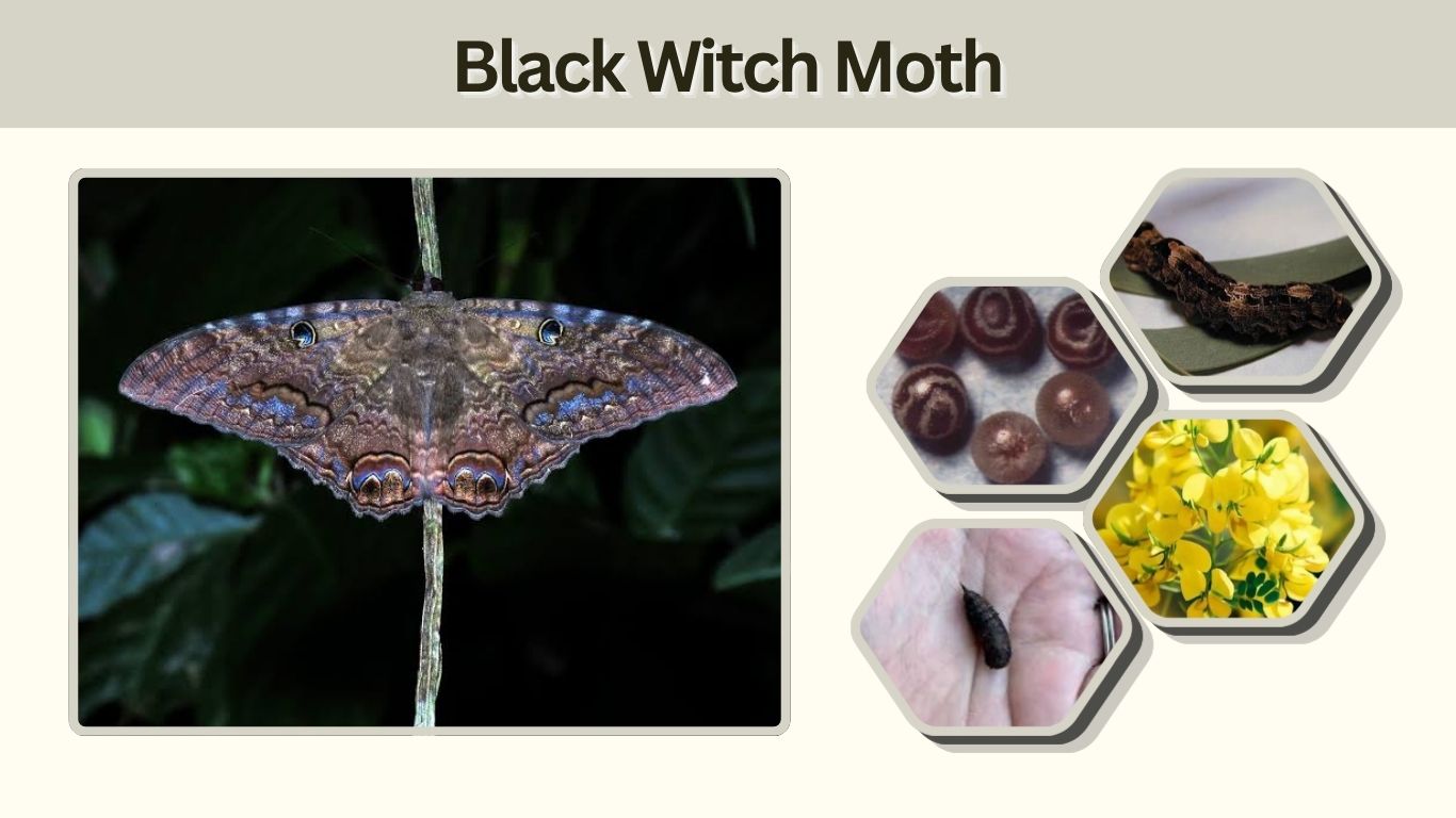 Black Witch Moth: Facts, Meaning, Size, and Life Cycle