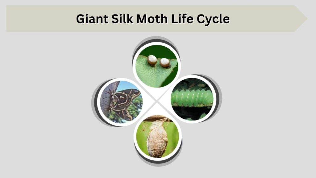 Giant Silk Moth Life Cycle