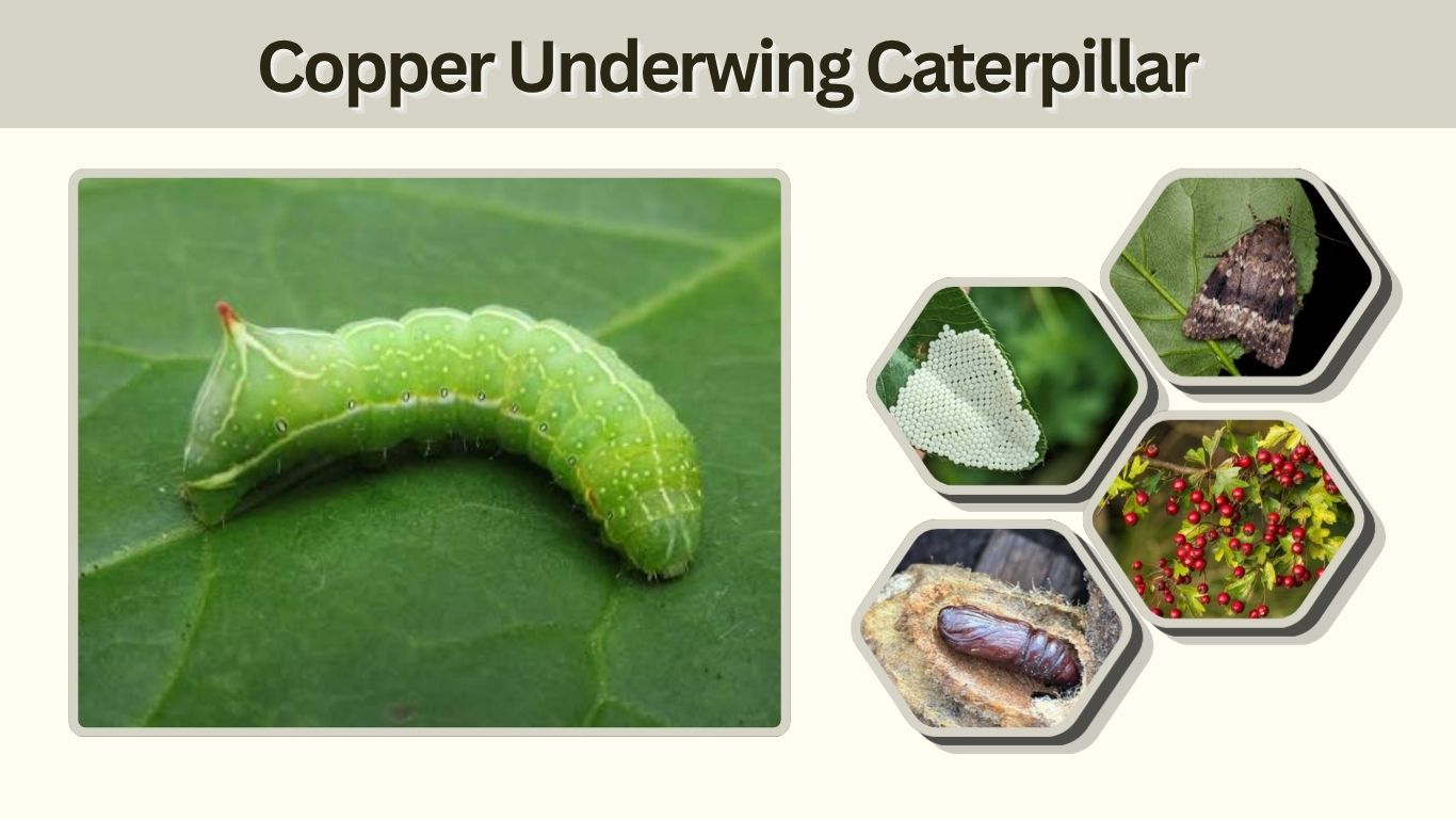 Copper Underwing Caterpillar: Identification & Life Cycle