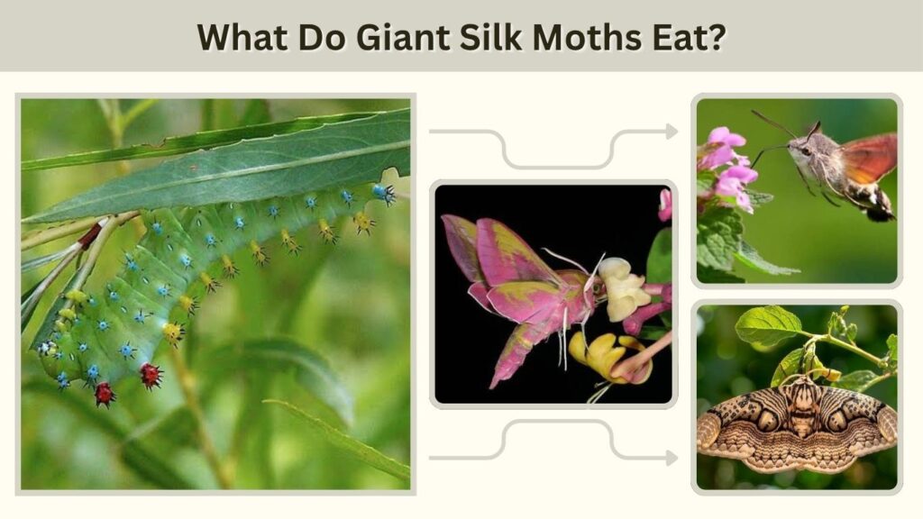 What Do Giant Silk Moths Eat?