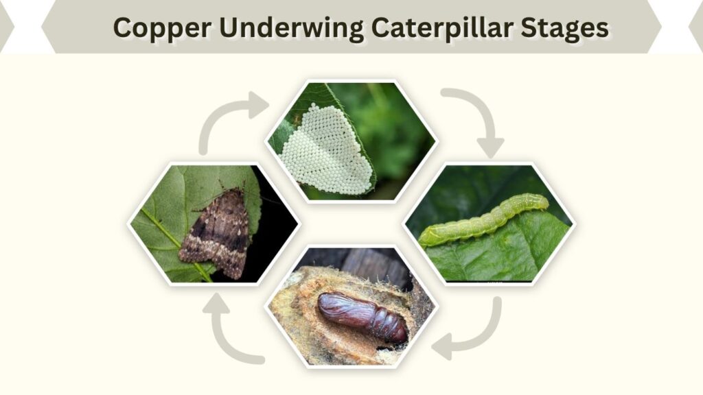 Copper Underwing Caterpillar Stages