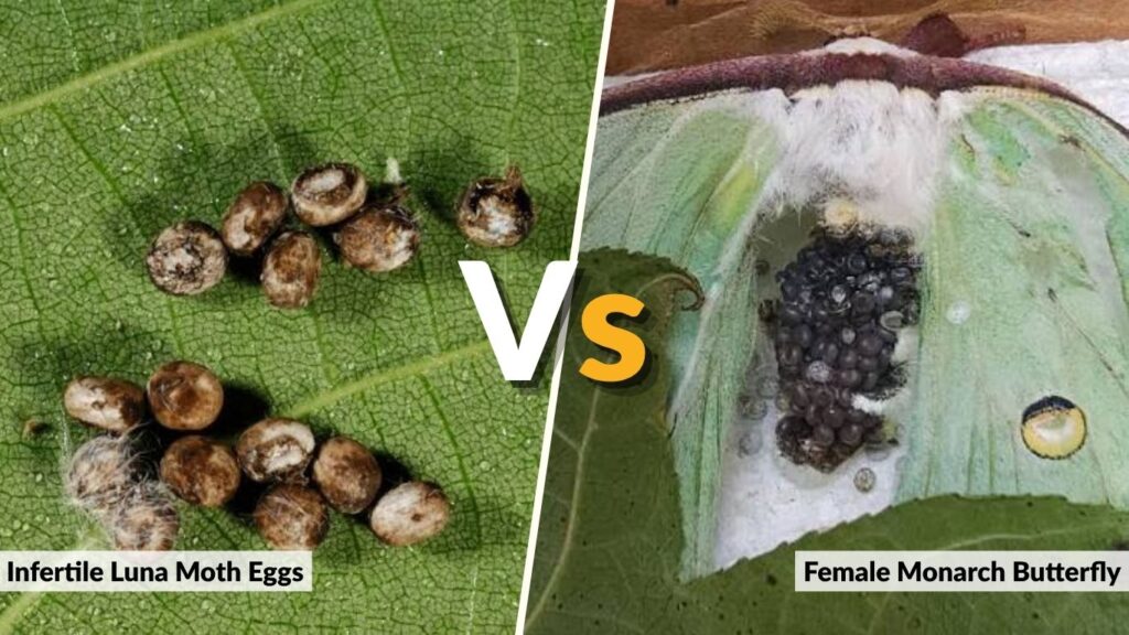 Fertile vs. Infertile Luna Moth Eggs