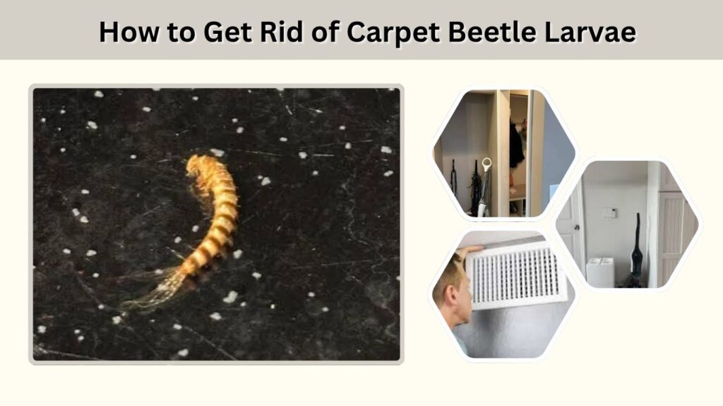 How to Get Rid of Carpet Beetle Larvae