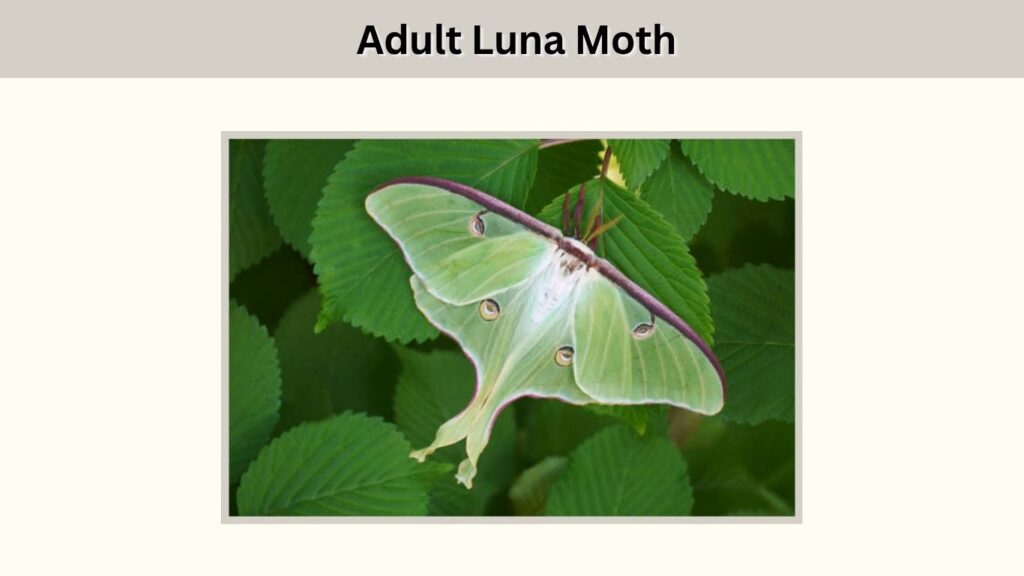 Stage 4: Adult Luna Moth