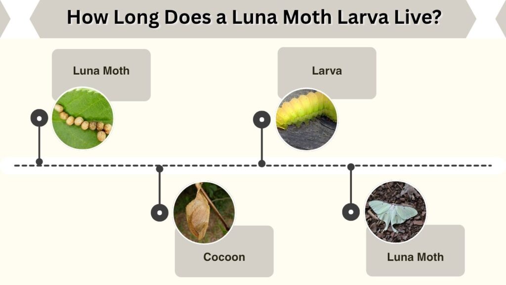How Long Does a Luna Moth Larva Live?