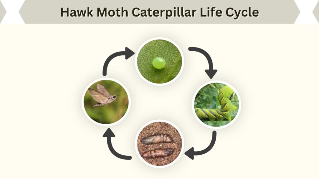 Hawk Moth Caterpillar Life Cycle