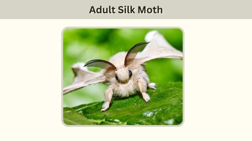 Stage 4: Adult Silk Moth