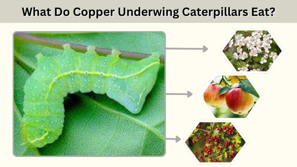 What Do Copper Underwing Caterpillars Eat?