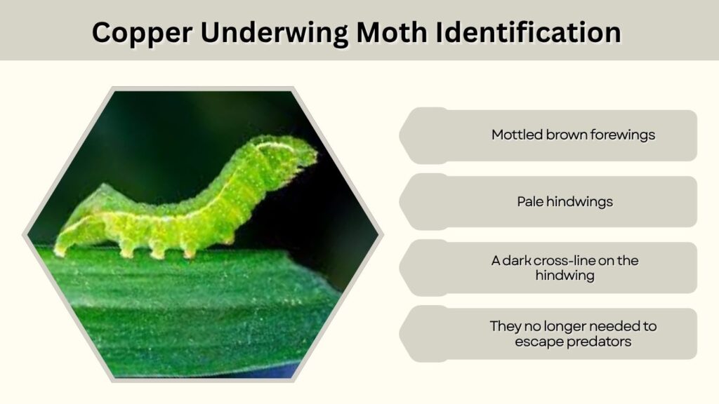 Copper Underwing Moth Identification