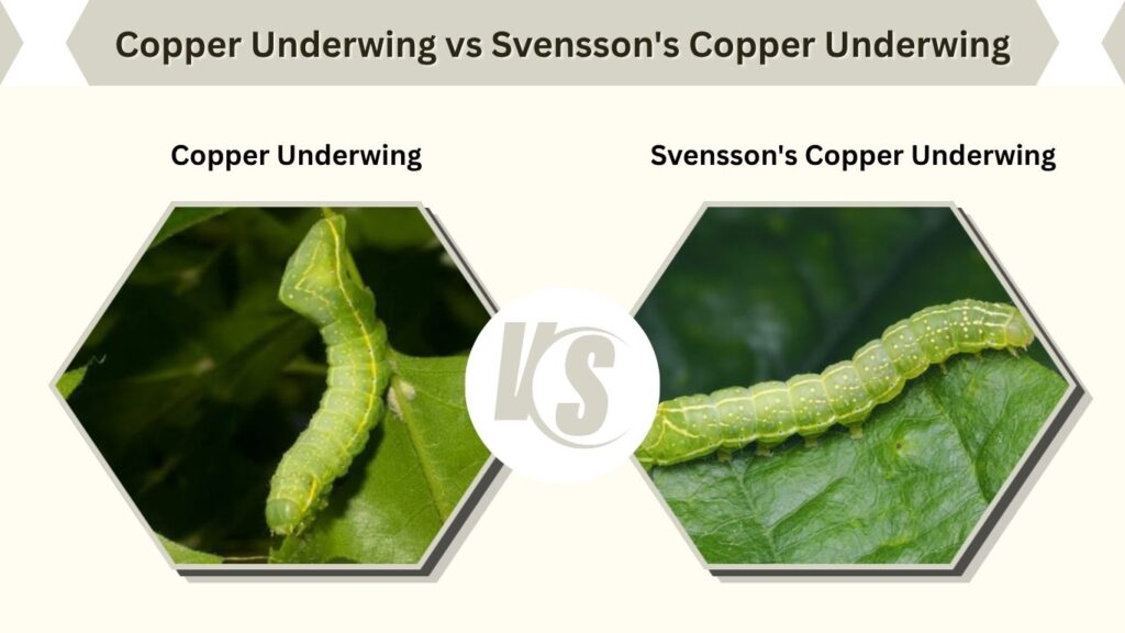 Copper Underwing vs Svensson's Copper Underwing